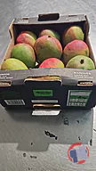 Rappel produit MANGUE VARIETE KENT SENEGAL AFRICA ONE (photo numéro 1)