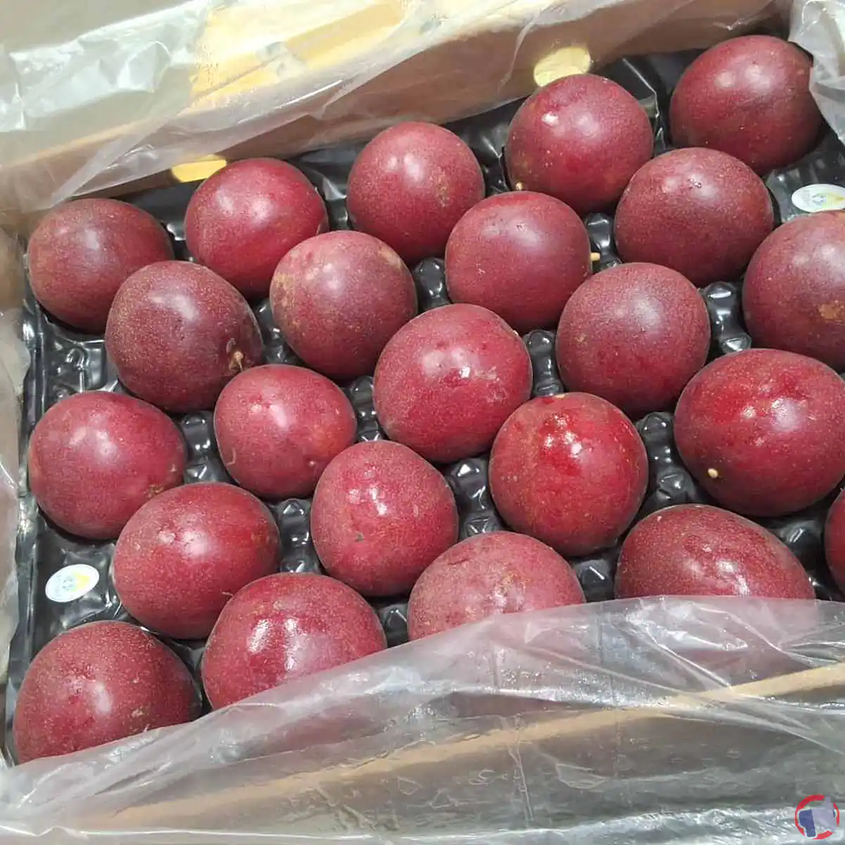 Rappel : ant farm fruit passion (vietnam) — que faire si vous en avez acheté ?