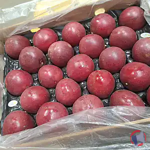 Rappel produit Fruit de la passion Vietnam Ant Farm