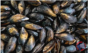 Rappel produit MOULES ESPAGNE ETAL AUCHAN