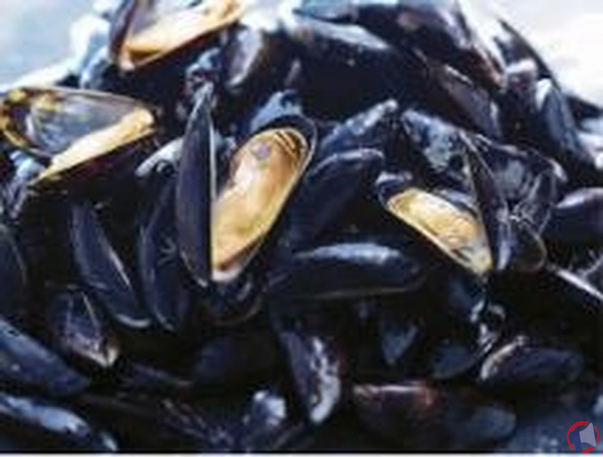 Rappel de Moules d'Espagne de la marque Auchan Poissonnerie Stand pour risque de Salmonelles