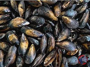 Rappel produit MOULES DE CORDE EN VRAC AUCHAN LE POISSONNIER