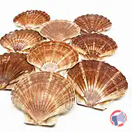 Rappel produit Coquille Saint-Jacques Aucune