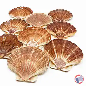 Rappel produit Coquille Saint-Jacques Aucune