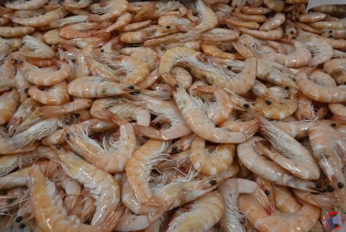 Rappel de crevettes cuites réfrigérées : ce qu’il faut faire en cas d’alerte