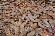 Rappel produit CREVETTE CUITE REFRIGEREE 20/30 P. NOTIALIS SAUVAGE OP 2KG aucune (photo numéro 1)