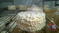 Rappel produit Tomme nature - Tomme au piment Espelette - Bleu - Lactiques Bergerie LOU YE TU (produit vendu à la découpe et à la pièce) (photo numéro 2)