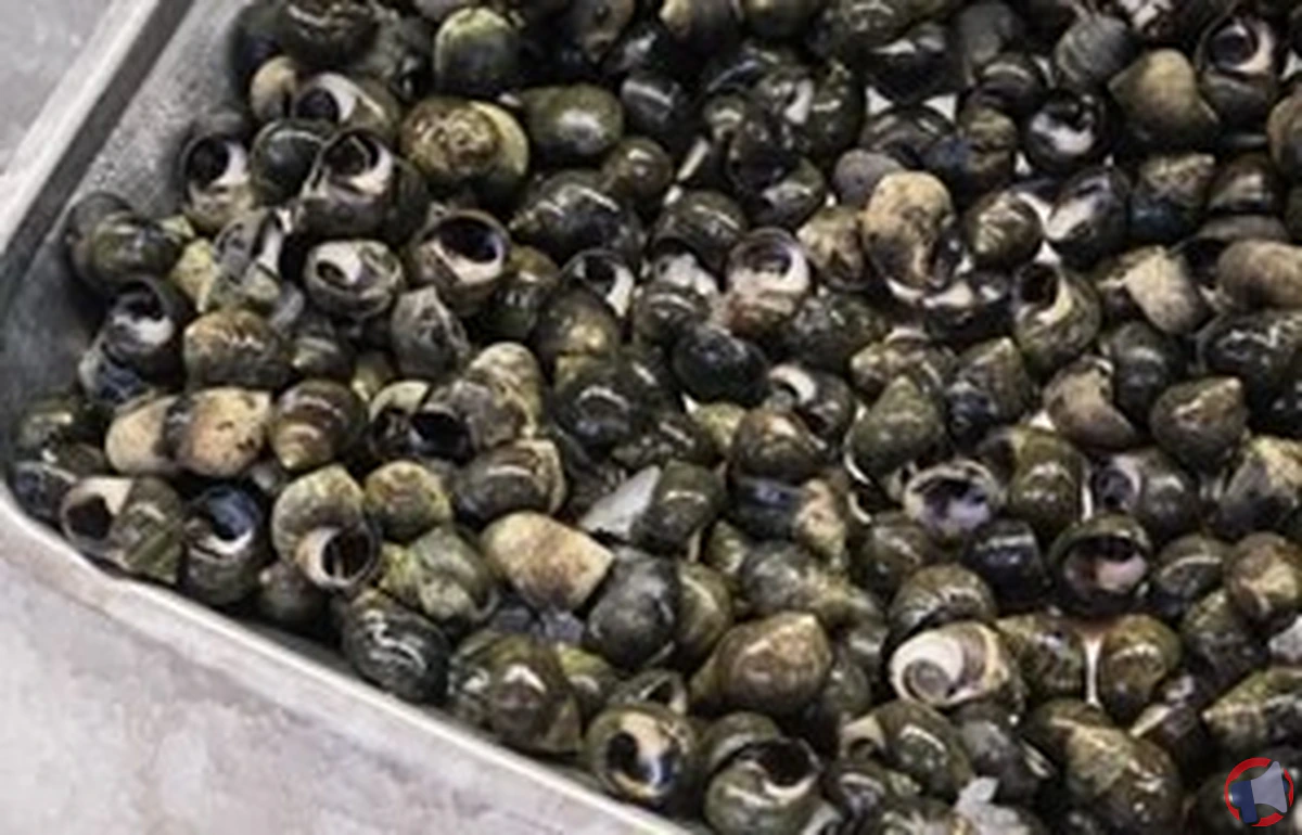 Rappel du bigg bigorneau vivant 200/250 pcs : informations et mesures de précaution