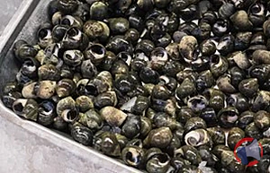 Rappel produit Bigorneau vivant 200/250 pcs/kg gros péché Atl.Nord-Est BIGG