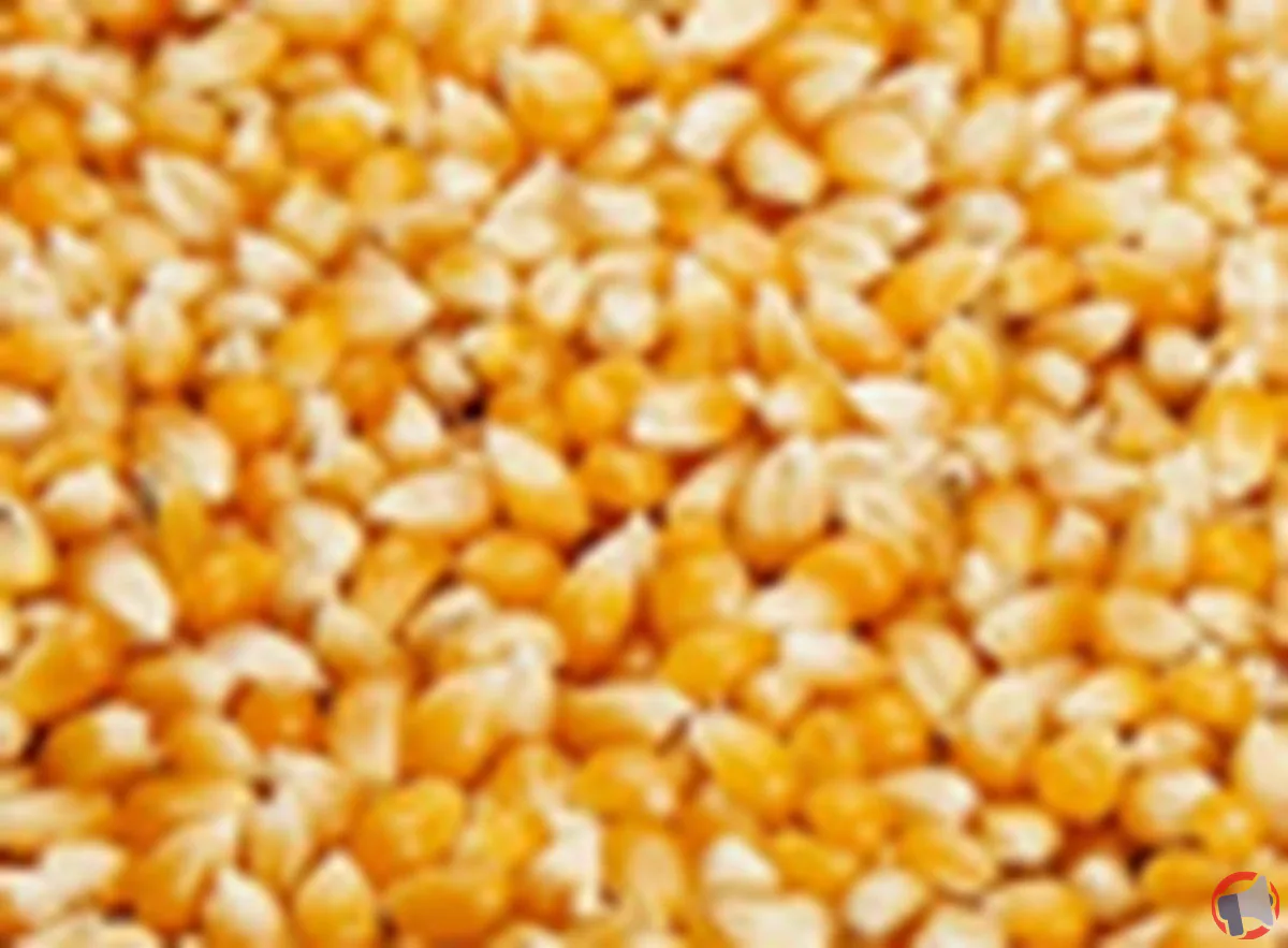 Rappel de produit : maïs à pop-corn Bio Village en vrac chez E.Leclerc