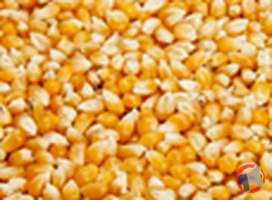 Rappel produit MAÏS À POP-CORN – BIO VILLAGE – VENDU AU RAYON VRAC BIO VILLAGE