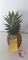 Rappel produit ANANAS AVION CAYENNE BOMARTS (photo numéro 2)