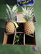 Rappel produit ANANAS AVION CAYENNE BOMARTS (photo numéro 3)