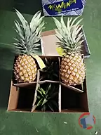 Rappel produit ANANAS AVION CAYENNE GHANA BOMARTS (photo numéro 3)
