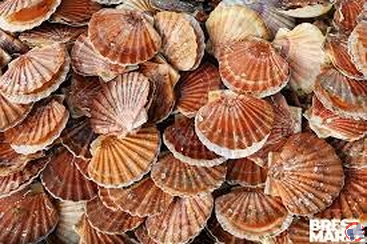 Rappel de Brest Marée : Coquilles Saint-Jacques Rade 20510, précautions et mise en garde