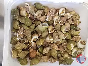 Rappel produit BULOT CUIT PASTEURISE