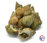 Rappel produit Bulots cuits (photo numéro 1)