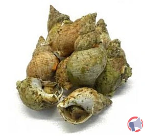 Rappel produit Bulots cuits