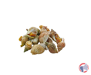 Rappel produit BULOTS CUITS MSC