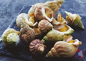 Rappel produit BULOTS CUITS NATURE BULOTS CUITS NATURE VENDUS A L'ETAL POISSONNERIE