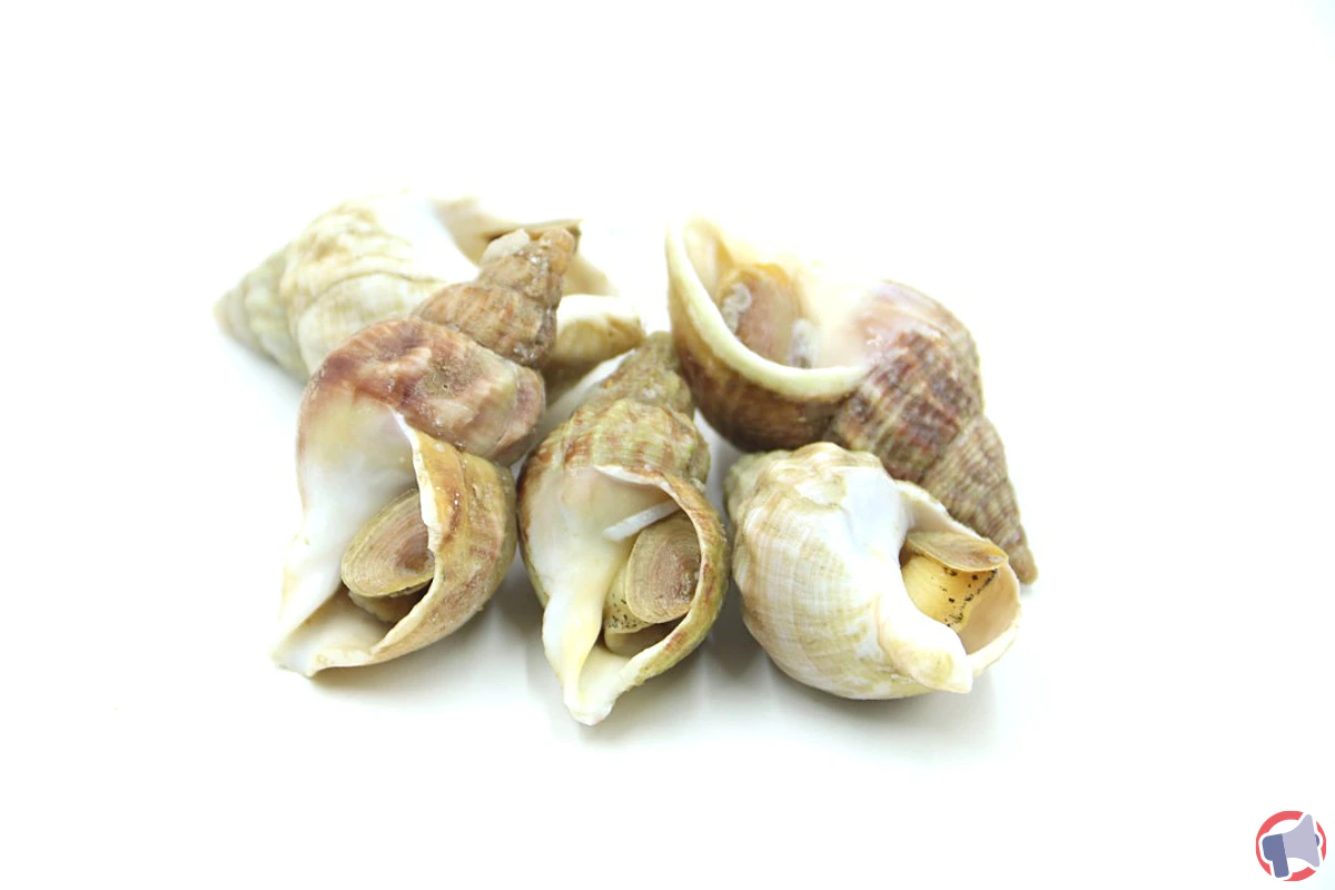 Rappel de bulots cuits vendus chez Carrefour Hypermarché Feurs pour risque de listériose