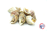 Rappel produit BULOTS CUITS vendus au rayon marée traditionnelle du magasin HYPER FEURS entre le 04/02/2025 et le 06/02/2025 (photo numéro 1)