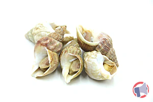 Rappel produit BULOTS CUITS vendus au rayon marée traditionnelle du magasin HYPER FEURS entre le 04/02/2025 et le 06/02/2025