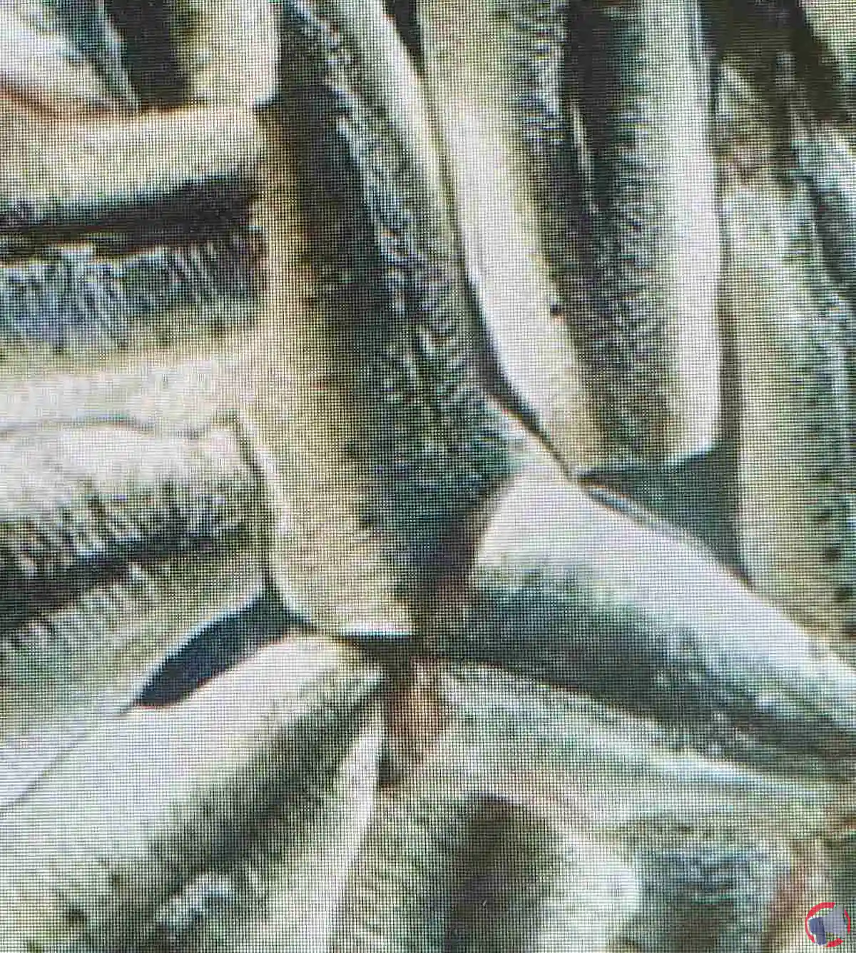 Filets de sardine vrac capitaine houat : rappel et risques pour les consommateurs