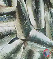 Rappel produit FILETS DE SARDINE VRAC CAPITAINE HOUAT (photo numéro 1)