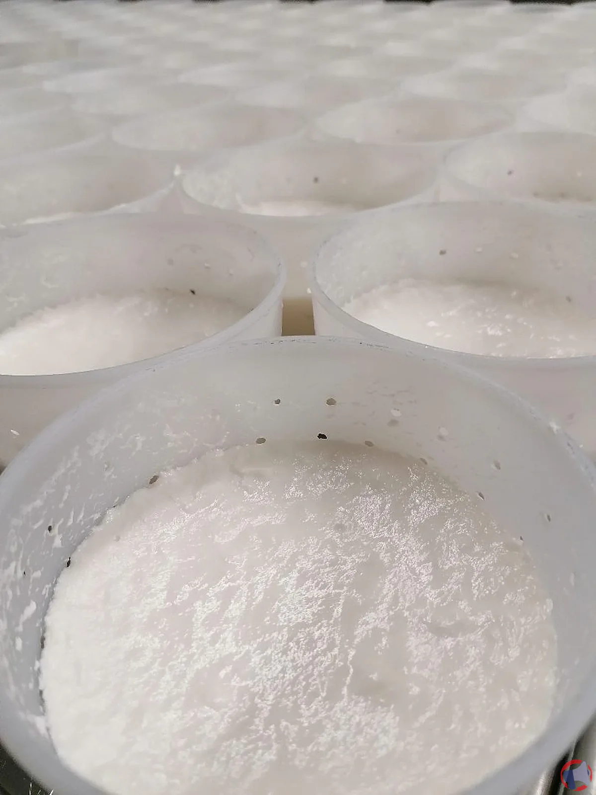 Rappel de sécurité : fromage blanc de chèvre contaminé par STEC de la chèvrerie d'amélie