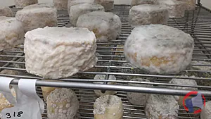 Rappel produit Fromage de vache au lait cru Chez Pinpin