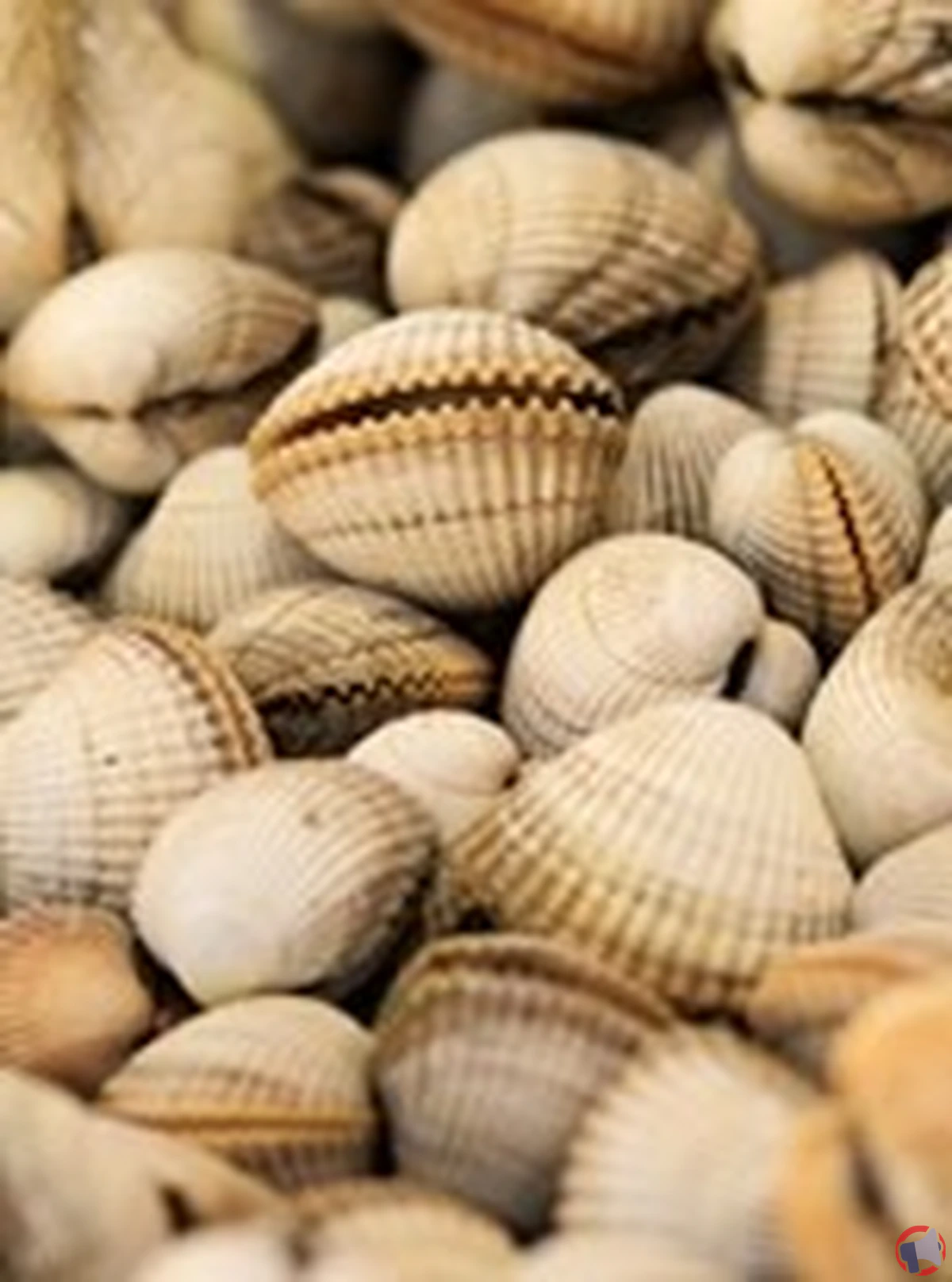 Rappel de non conformité microbiologique pour la coque élevée en france du 14/08/2025