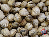 Rappel produit Coque élevée en France (photo numéro 1)