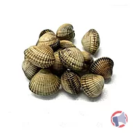 Rappel produit Coques moyennes