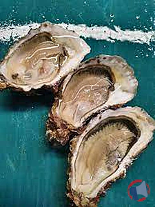 Rappel produit Coquillages filtreurs récoltés dans la Rivière d'Auray Aval et Anse de Baden (56.12.4) à partir du 03/02/2026 Coquillages filtreurs récoltés dans la Rivière d'Auray Aval et Anse de Baden (56.12.4) à partir du 03/02/2026