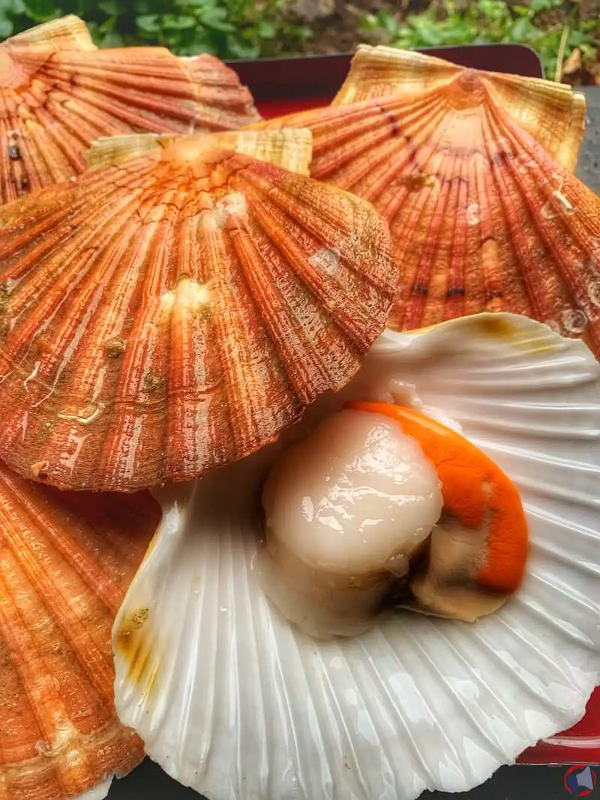 Rappel de coquille st-jacques criee bre : précautions et informations