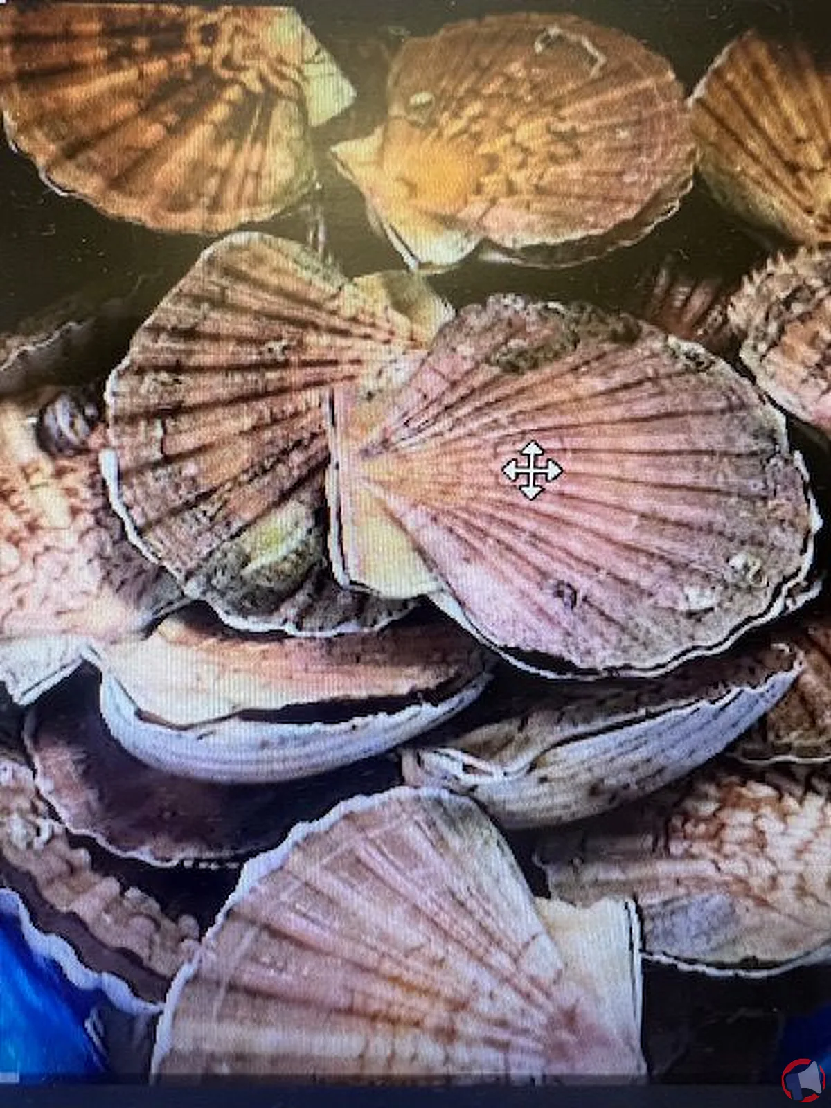 Rappel des coquilles saint-jacques de brest : informations et précautions