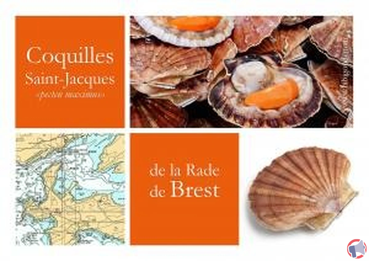Rappel des coquilles st-jacques coraillee : risques et informations essentielles