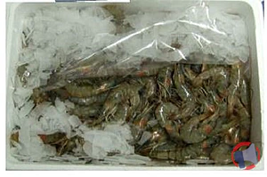 Rappel produit Crevettes 60/80 crues décongelées