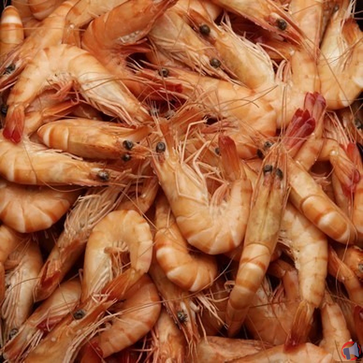 Rappel de crevettes cuites : quels risques et que faire pour protéger sa santé