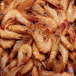 Rappel produit CREVETTES CUITES 20/30