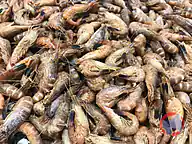 Rappel produit Crevettes grises cuites (photo numéro 1)