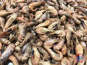 Rappel produit Crevettes grises cuites