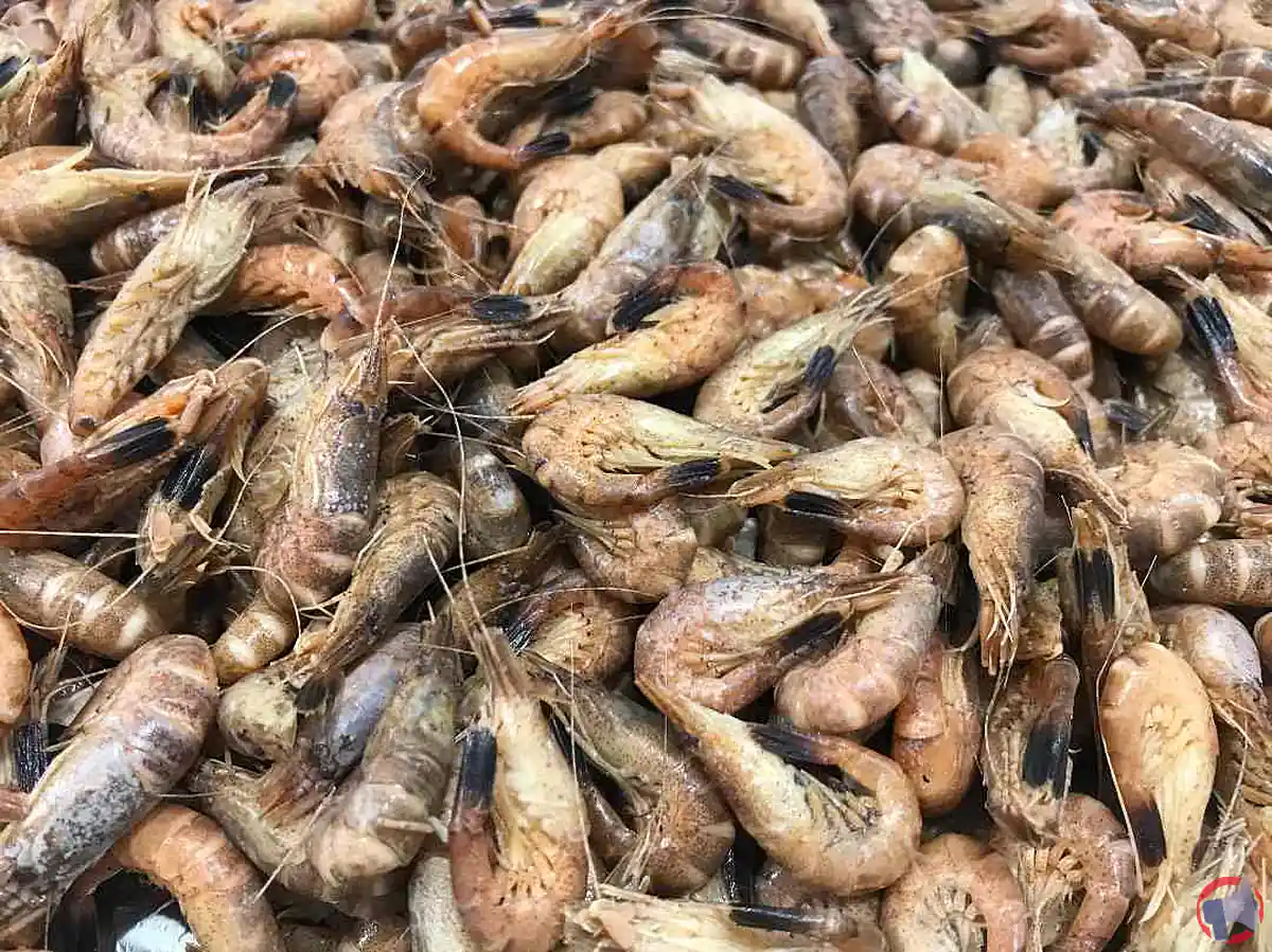 Rappel de crevettes grises cuites : risques, que faire et conseils de sécurité