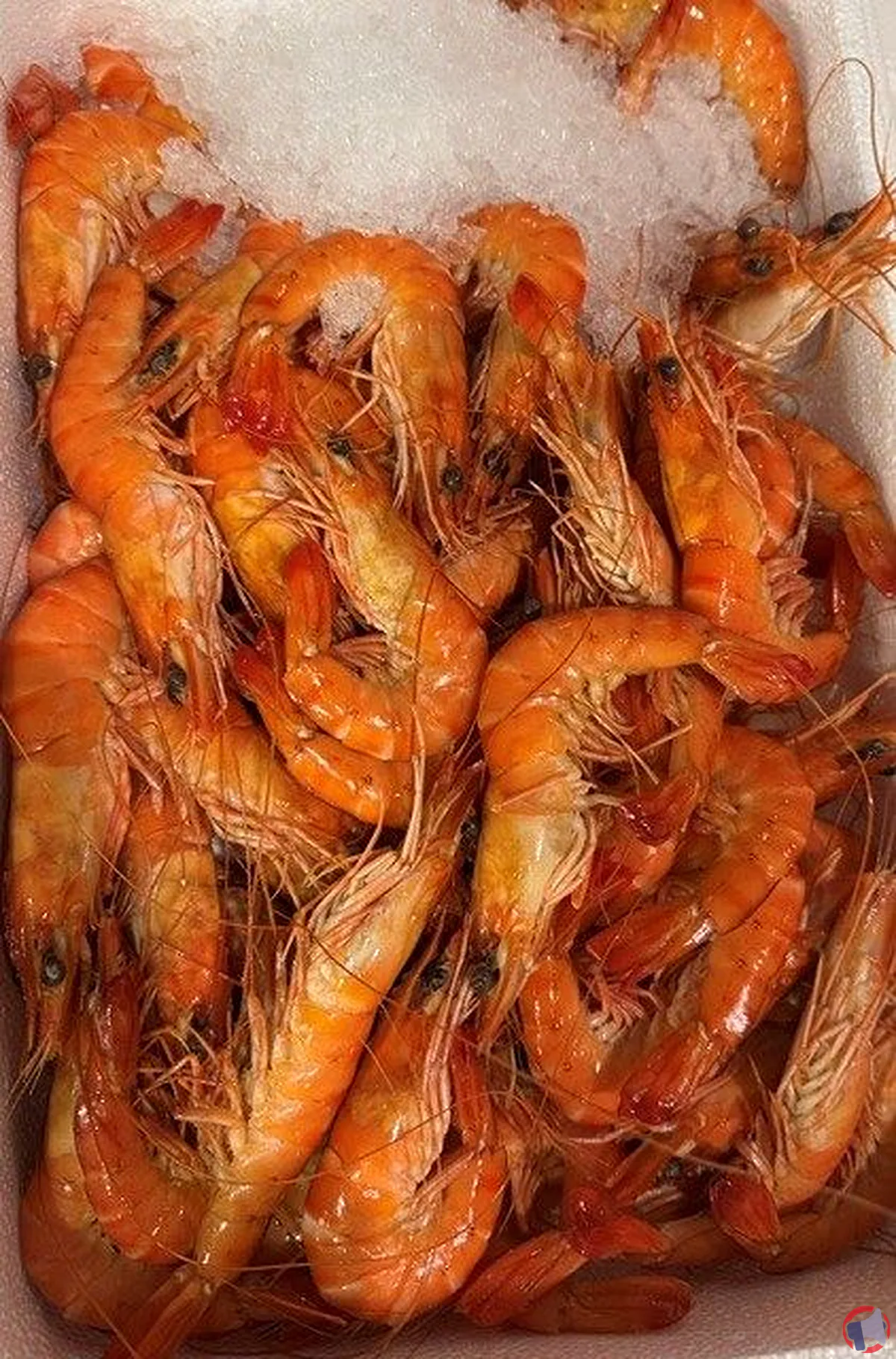 Rappel de crevettes roses cuites : ce qu’il faut savoir et comment réagir
