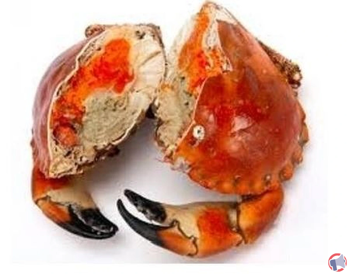 Rappel de demi tourteau cuit chez Auchan Chambray pour risque de salmonellose
