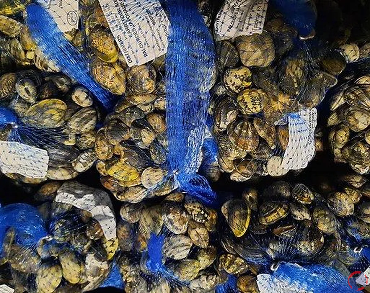 Rappel de produit : Palourde japonaise de la marque Distrimers pour risque de contamination à la salmonelle