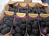 Rappel produit Mûre barquette 125G DRISCOLL'S (photo numéro 1)