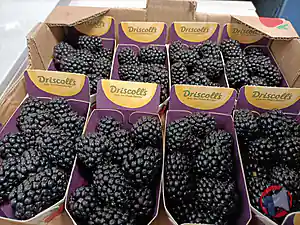 Rappel produit Mûre barquette 125G DRISCOLL'S