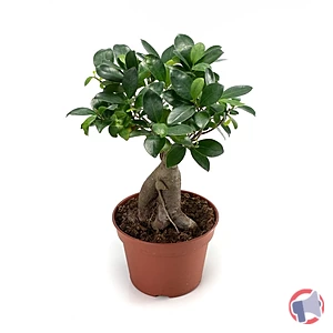 Rappel produit Ficus Ginseng